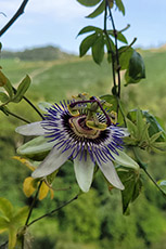 La Corte di Langa