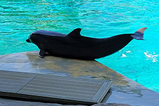 I nostri amici delfini
