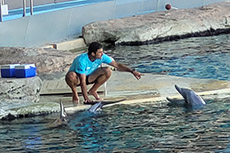 I nostri amici delfini