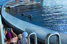 I nostri amici delfini