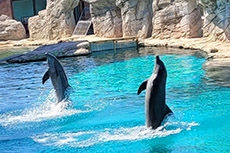 I nostri amici delfini