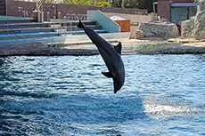 I nostri amici delfini