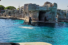 I nostri amici delfini