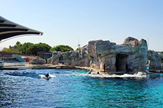 I nostri amici delfini
