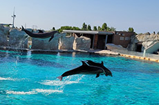 I nostri amici delfini