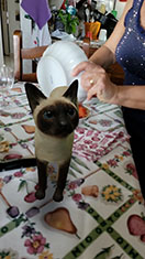 La nonna con gatto