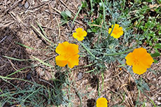 fiori