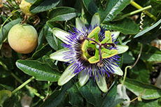 Passiflora - Passionflower - Passiebloem