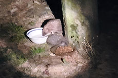 Una coppia di ricci viene a mangiare nelle ciotole dei gatti.
