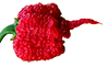 Carolina Reaper