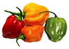 Habanero