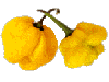 Scotch Bonnet
