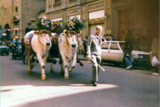 Antico carro trainato dai buoi