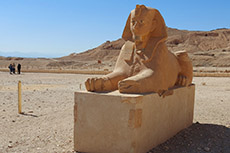 La Sfinge del tempio di Hatshepsut 