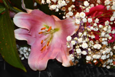Fiori bene auguranti.